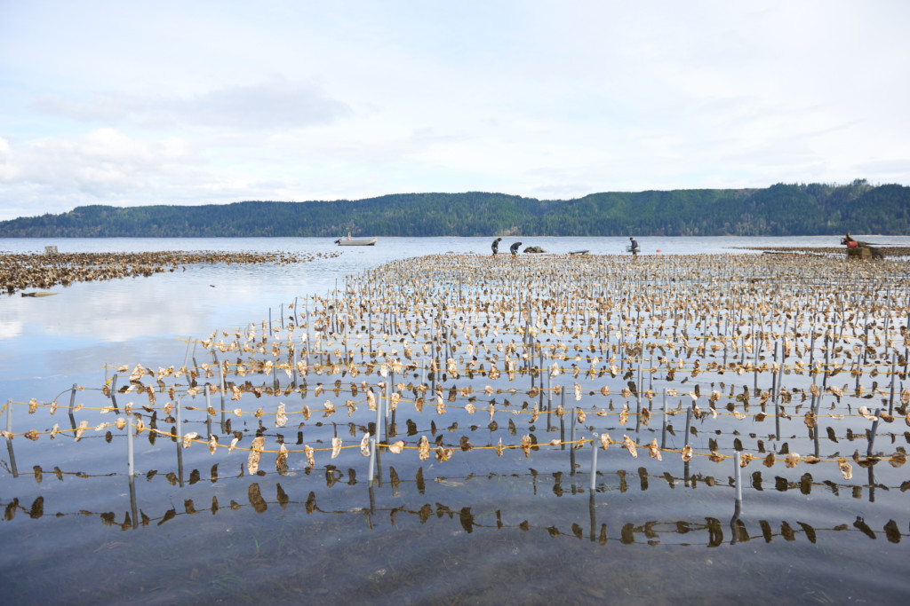 Hama Hama oysters in Hood Canal